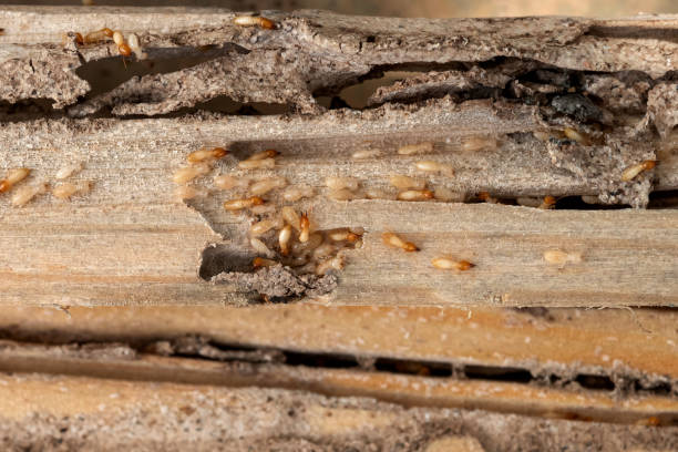 Professional Pest Control in Tunnel Hill, GA
